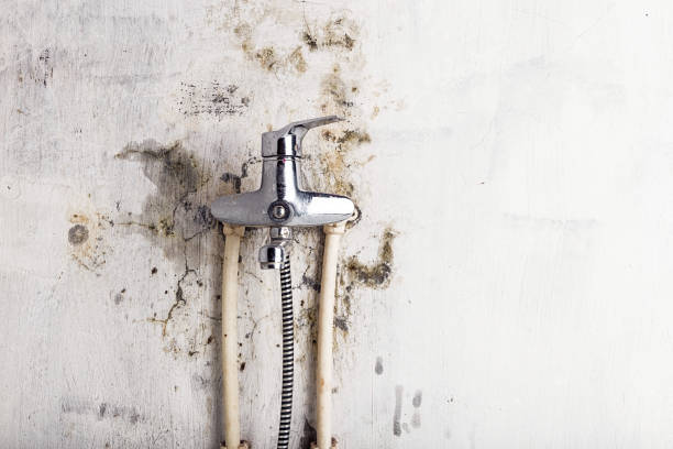 Best White Mold Remediation in Rockdale, IL