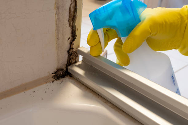 Best Localized Mold Remediation (e.g., coastal areas, humid climates) in Rockdale, IL