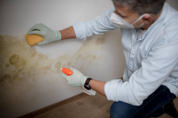 Best Post-Flood Mold Remediation in Rockdale, IL