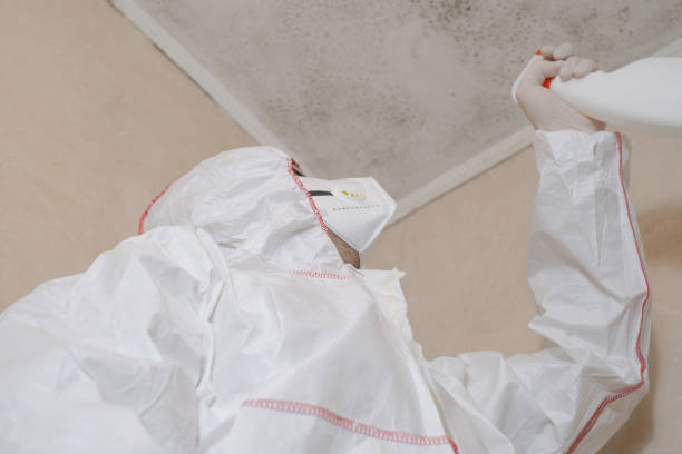 Best Black Mold Remediation in Rockdale, IL
