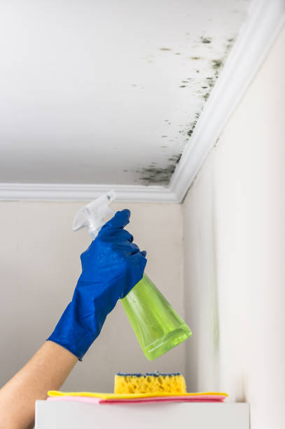  Rockdale, IL Mold Removal Pros