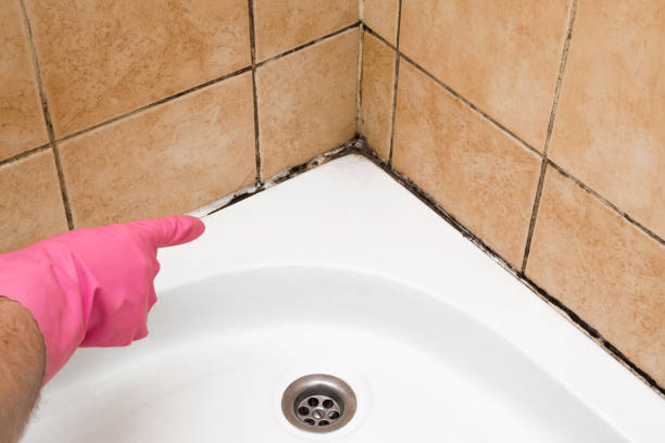 Best Crawl Space Mold Remediation in Rockdale, IL